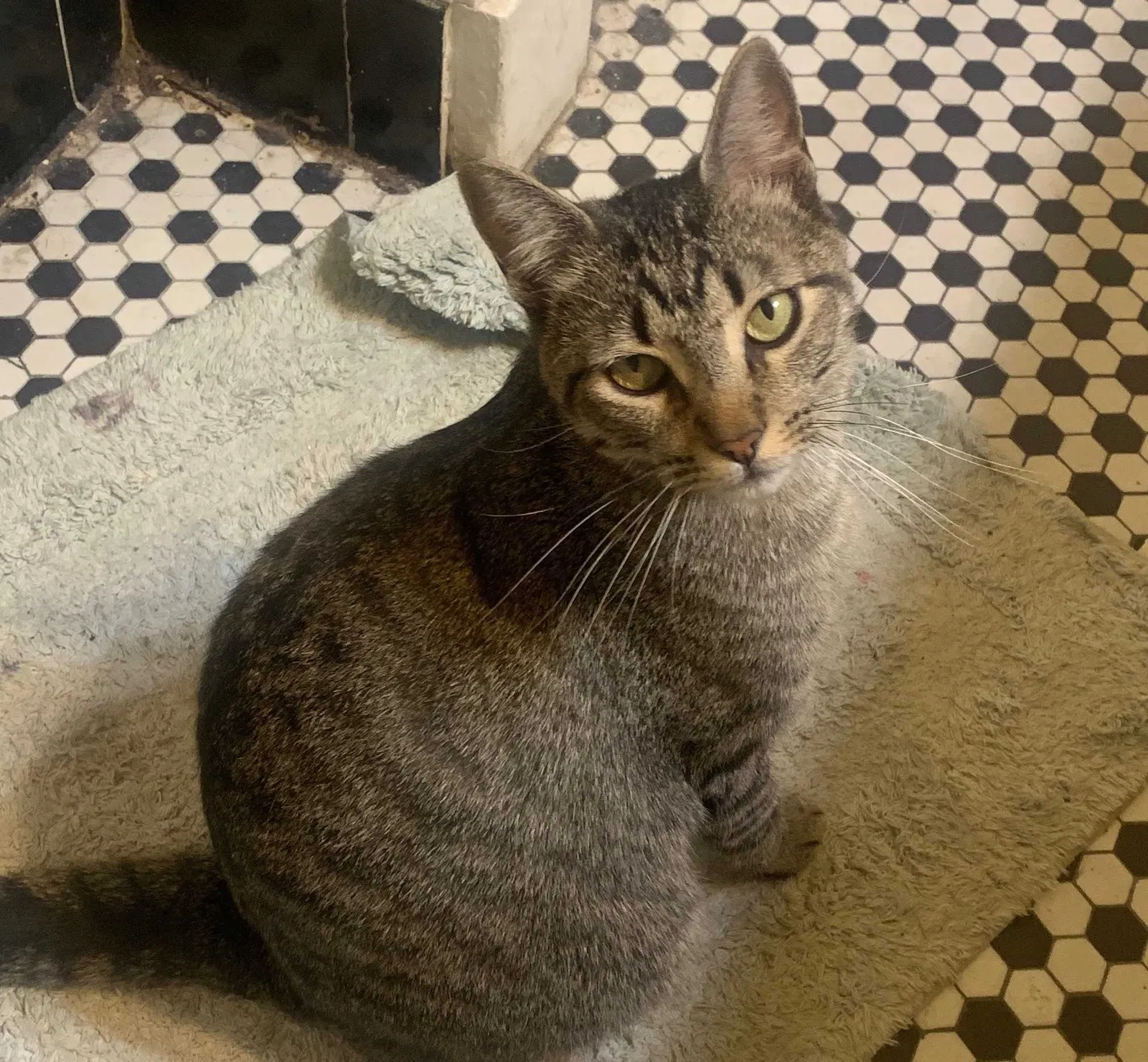 Lost cat in New Orleans, LA, 70118