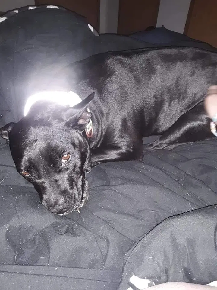 Lost dog in Muskegon, MI, 49442