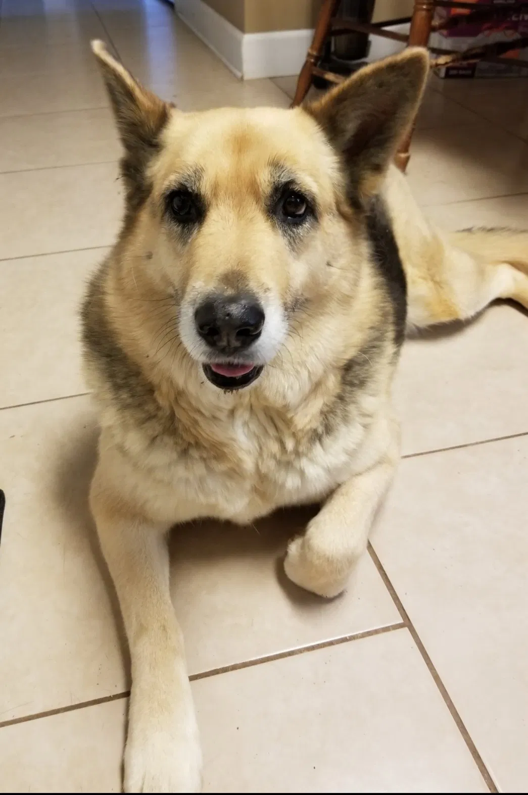 Lost dog in Theodore, AL, 36582