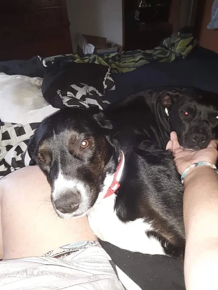 Lost dog in Muskegon, MI, 49442