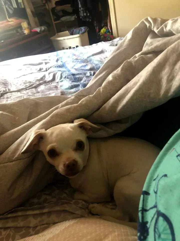 Lost dog in Oklahoma City, OK, 73110