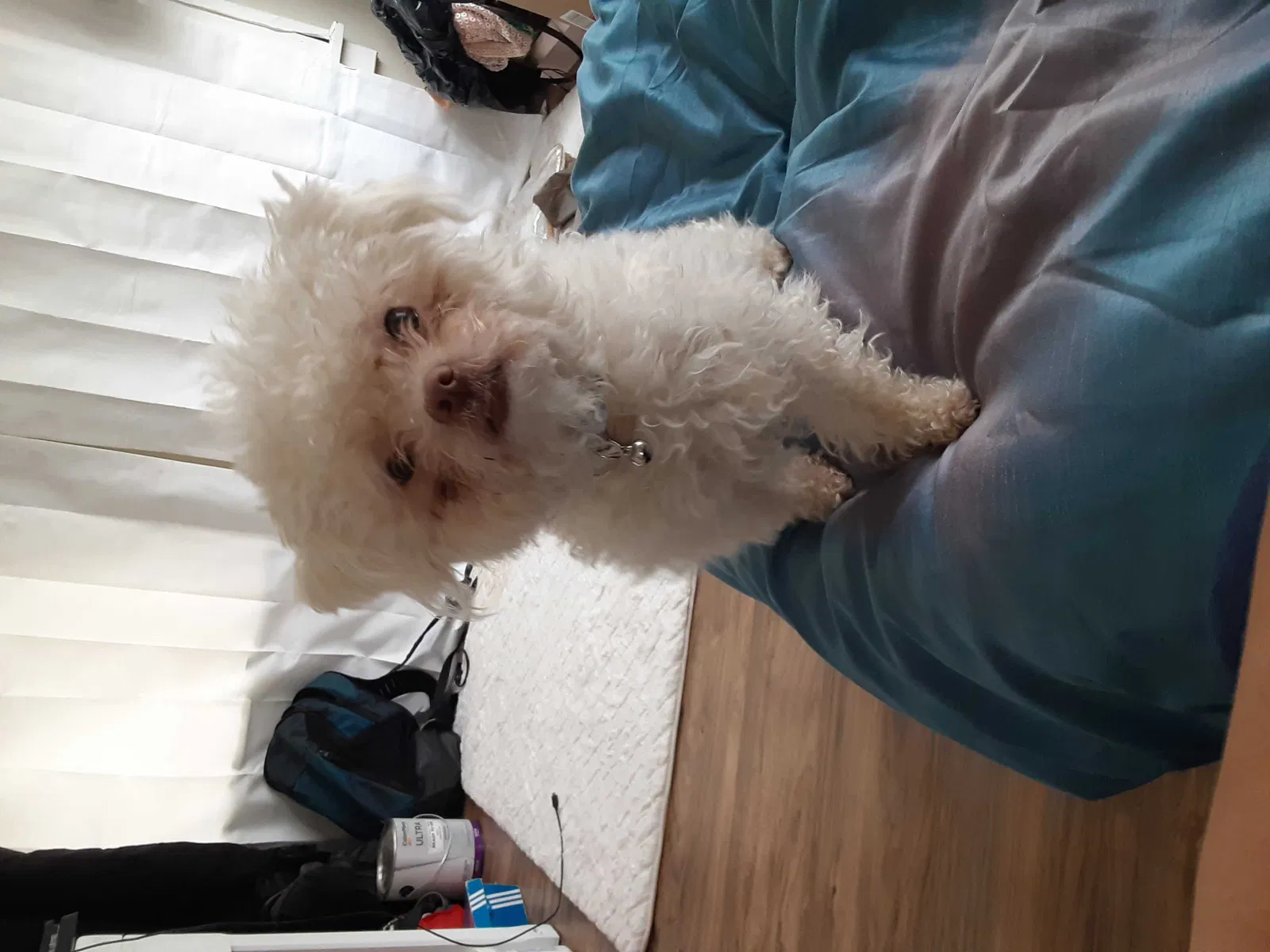 Lost dog in Milwaukee, WI, 53208