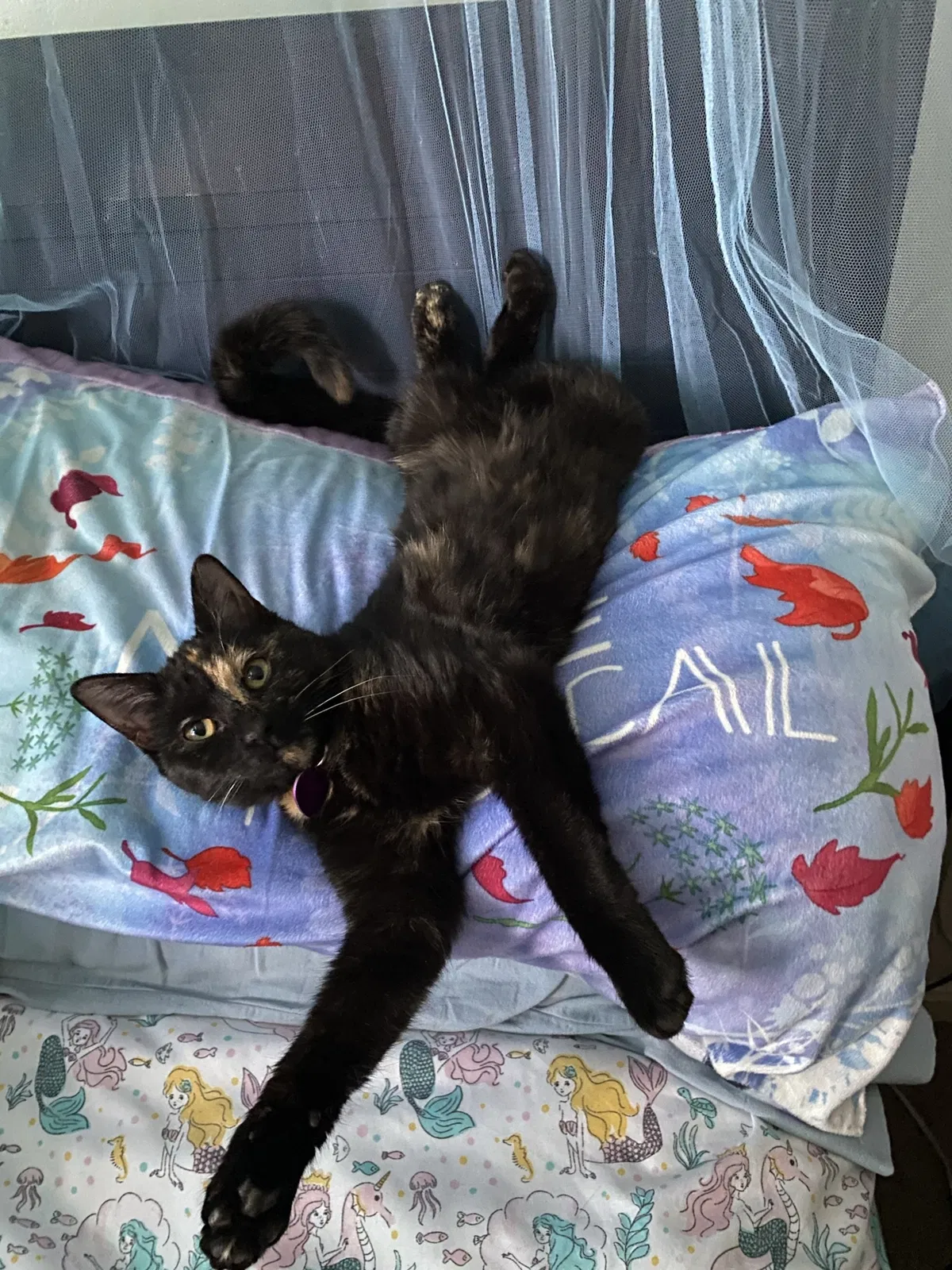 Lost cat in Nicholasville, KY, 40356