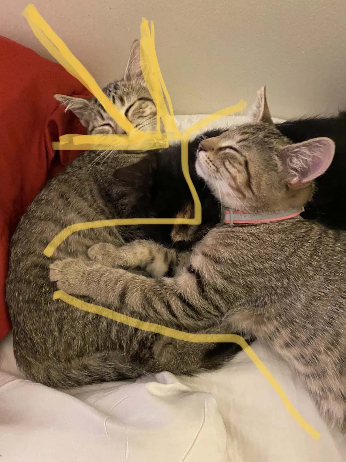 Lost cat in Nicholasville, KY, 40356