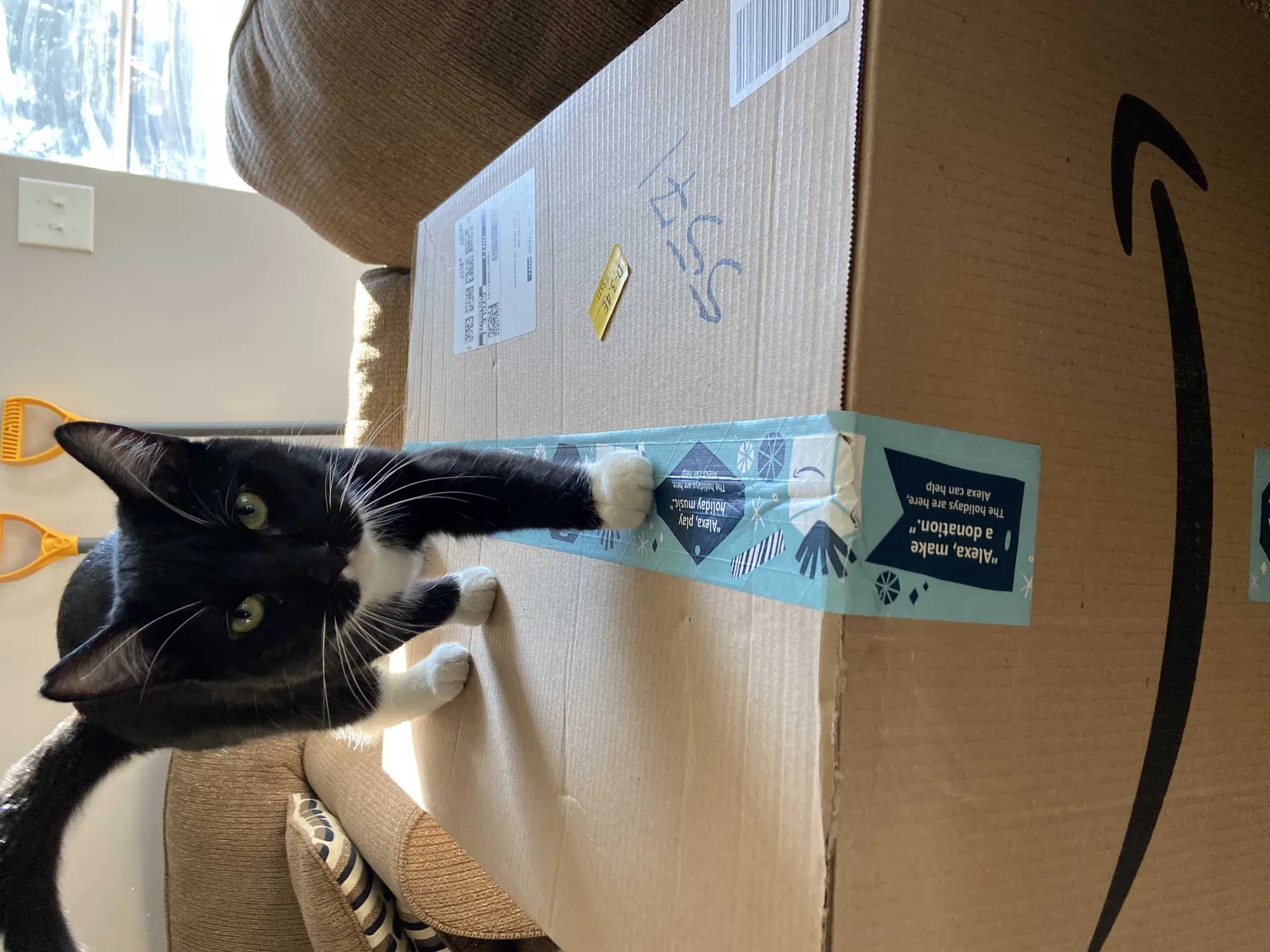 Lost cat in West Jordan, UT, 84081