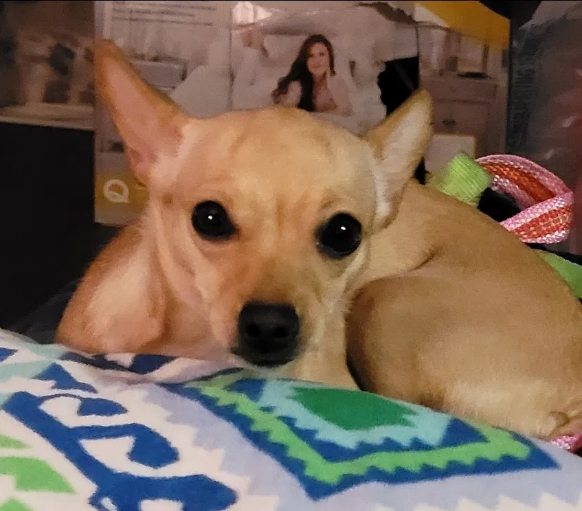 Lost dog in Pasadena, TX, 77503
