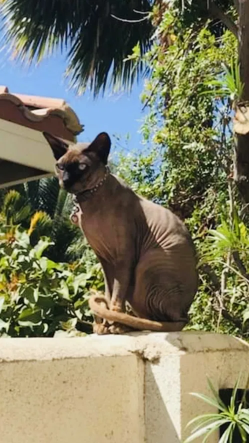 Lost cat in La Quinta, CA, 92253