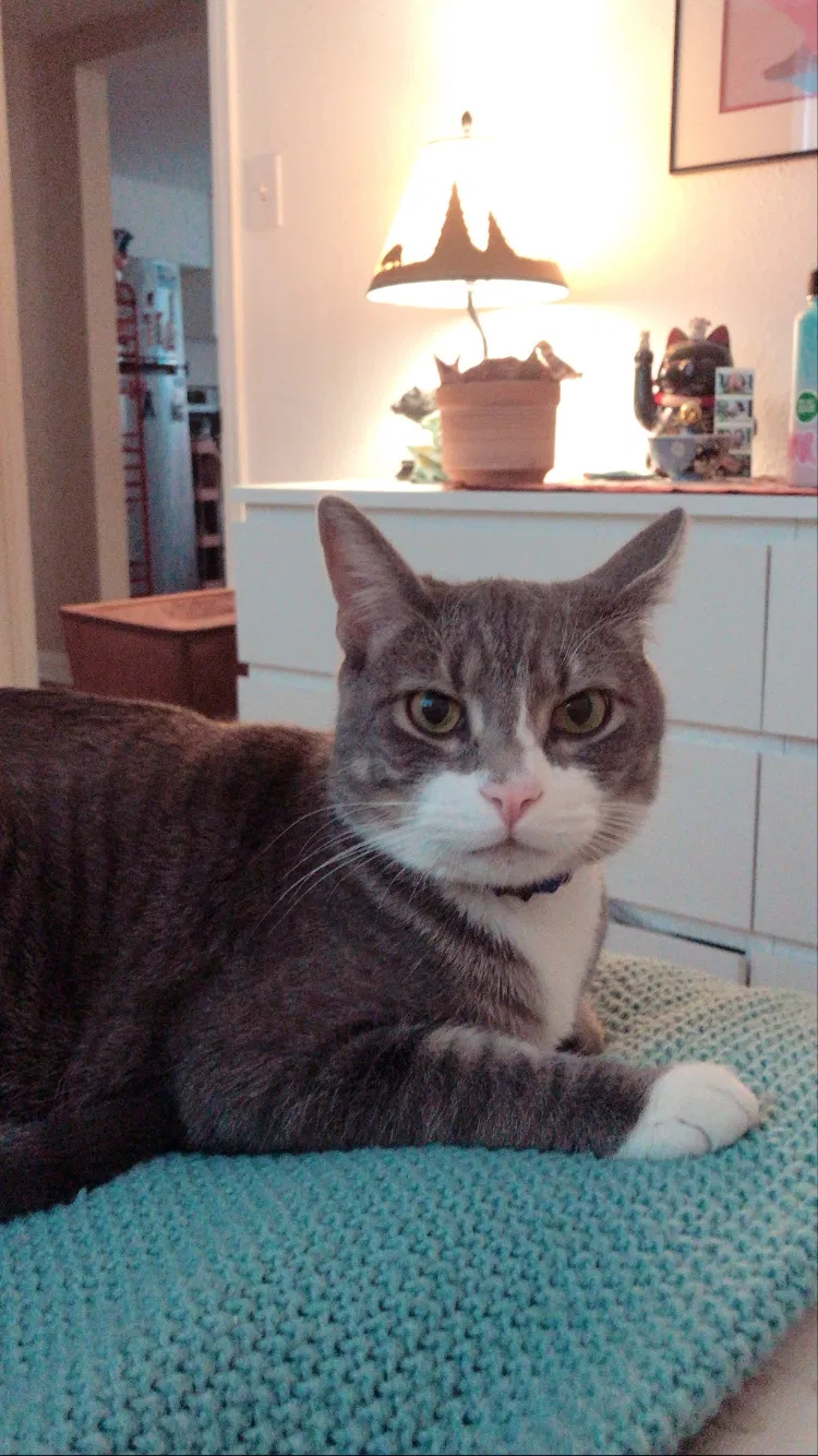 Lost cat in Denver, CO, 80211