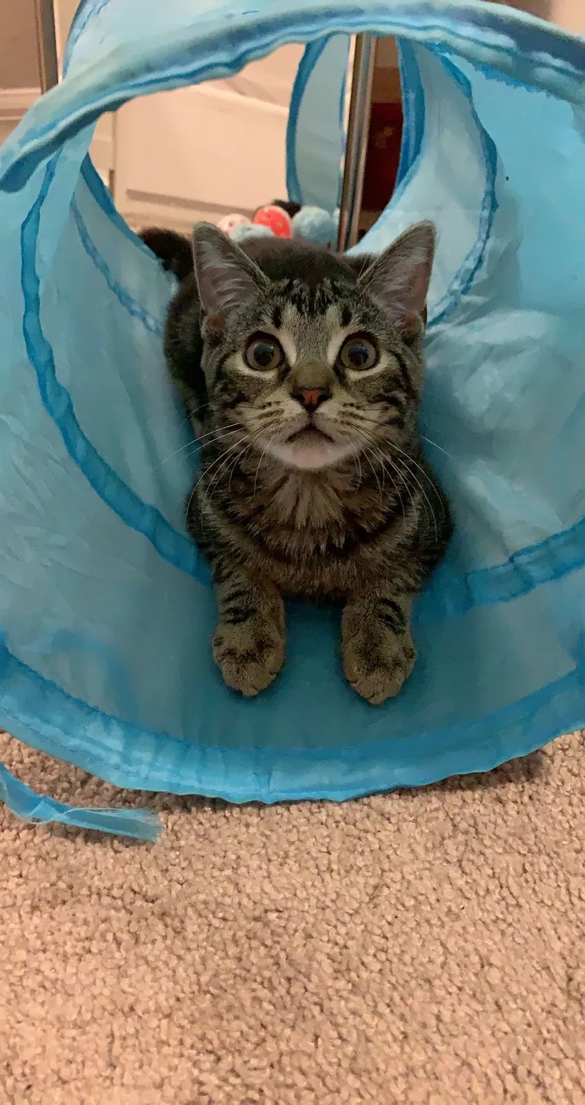 Lost cat in Cape Coral, FL, 33909