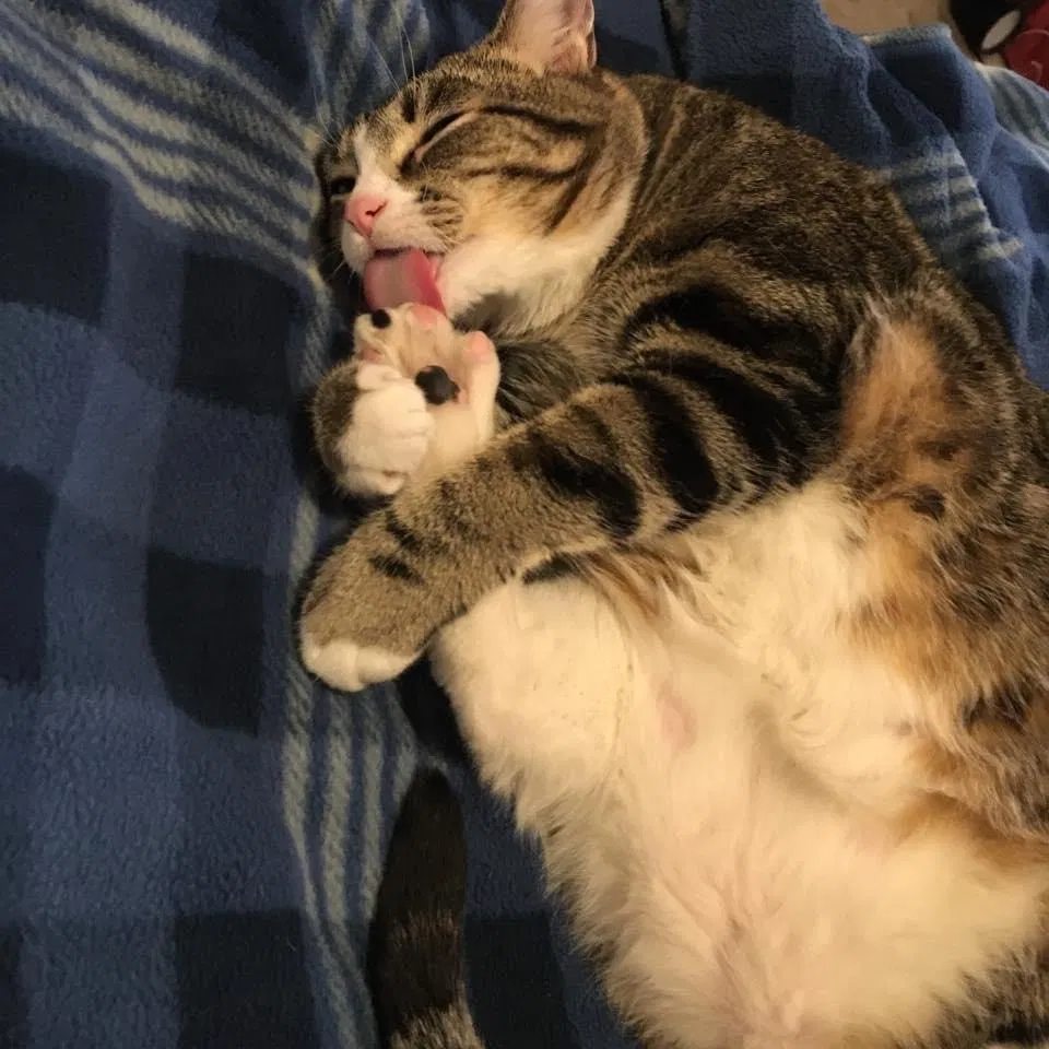Lost cat in Fort Collins, CO, 80525