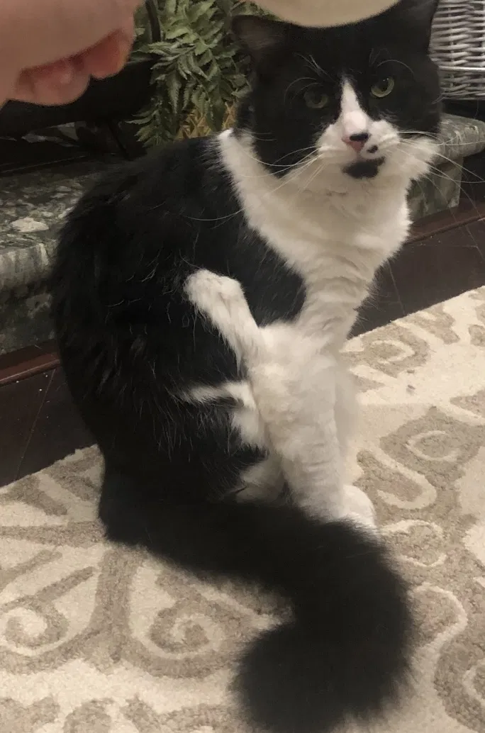 Lost cat in Salinas, CA, 93906