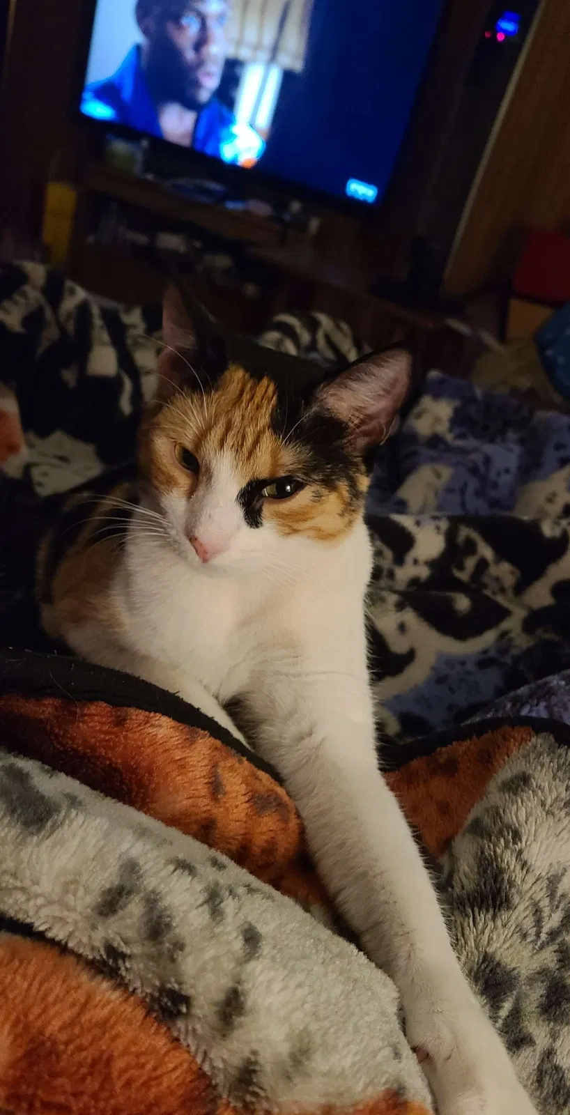 Lost cat in Menasha, WI, 54952