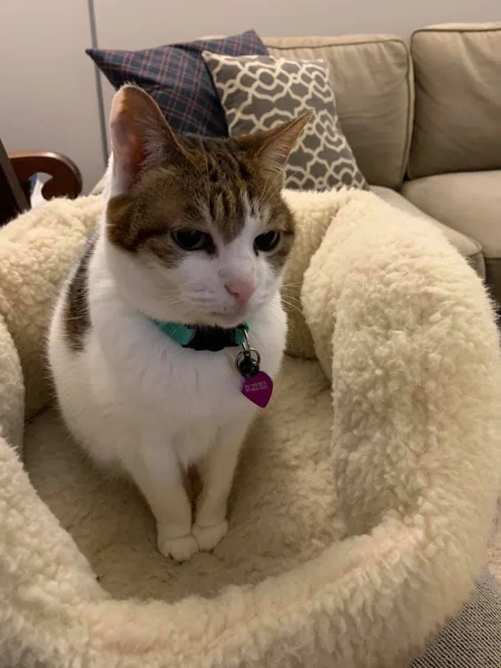 Lost cat in Annandale, VA, 22003