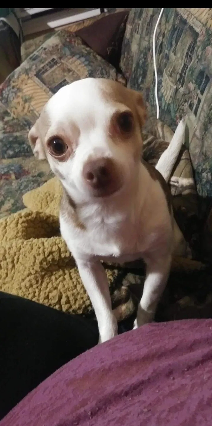 Lost dog in Corpus Christi, TX, 78412