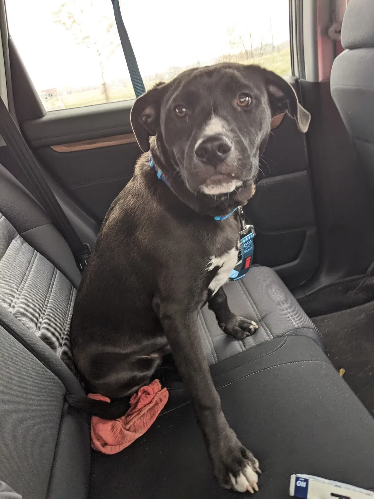Lost dog in Louisville, CO, 80027