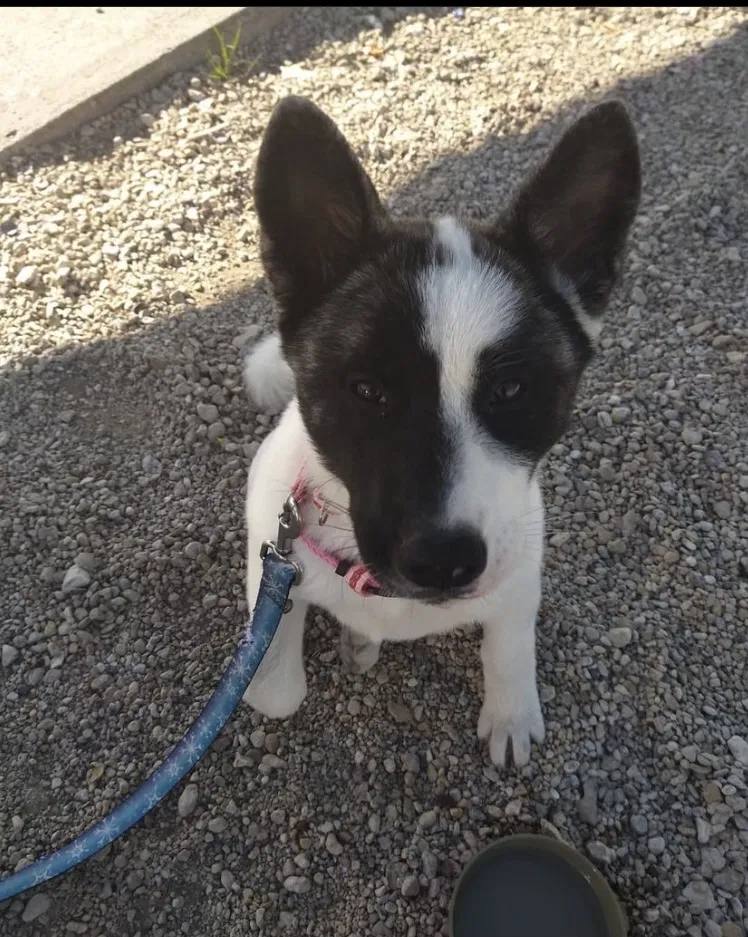 Lost dog in Fort Worth, TX, 76123