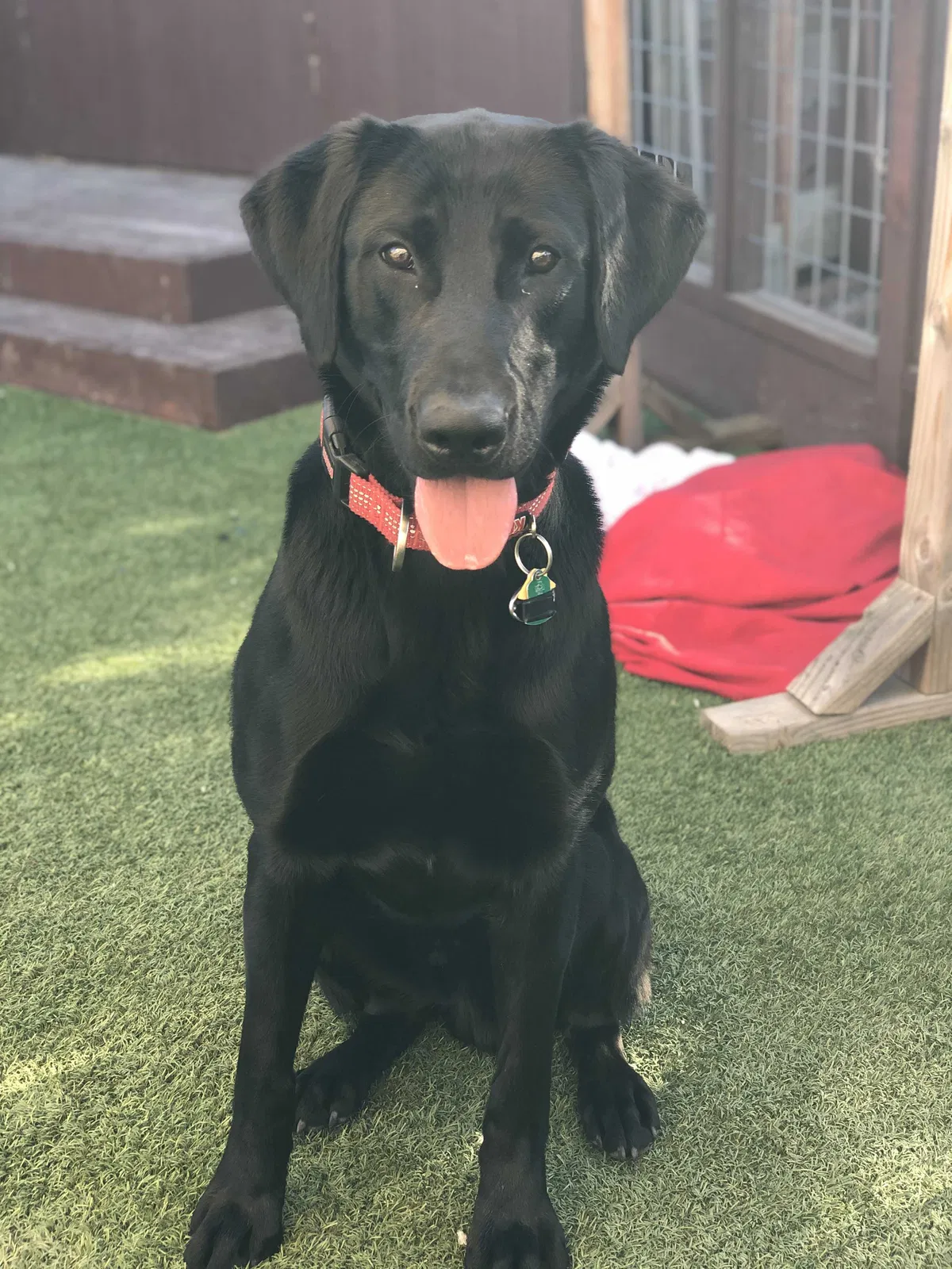 Lost dog in Newark, CA, 94560