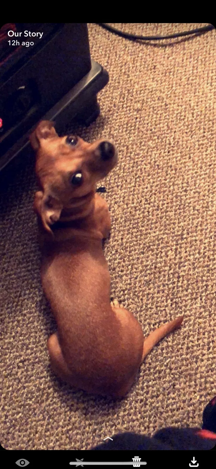 Lost dog in Greeley, CO, 80631