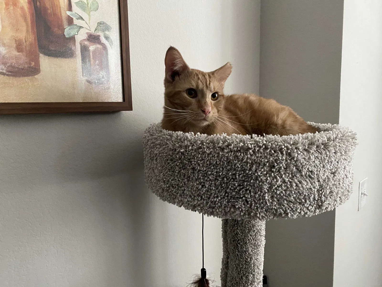 Lost cat in South Elgin, IL, 60177