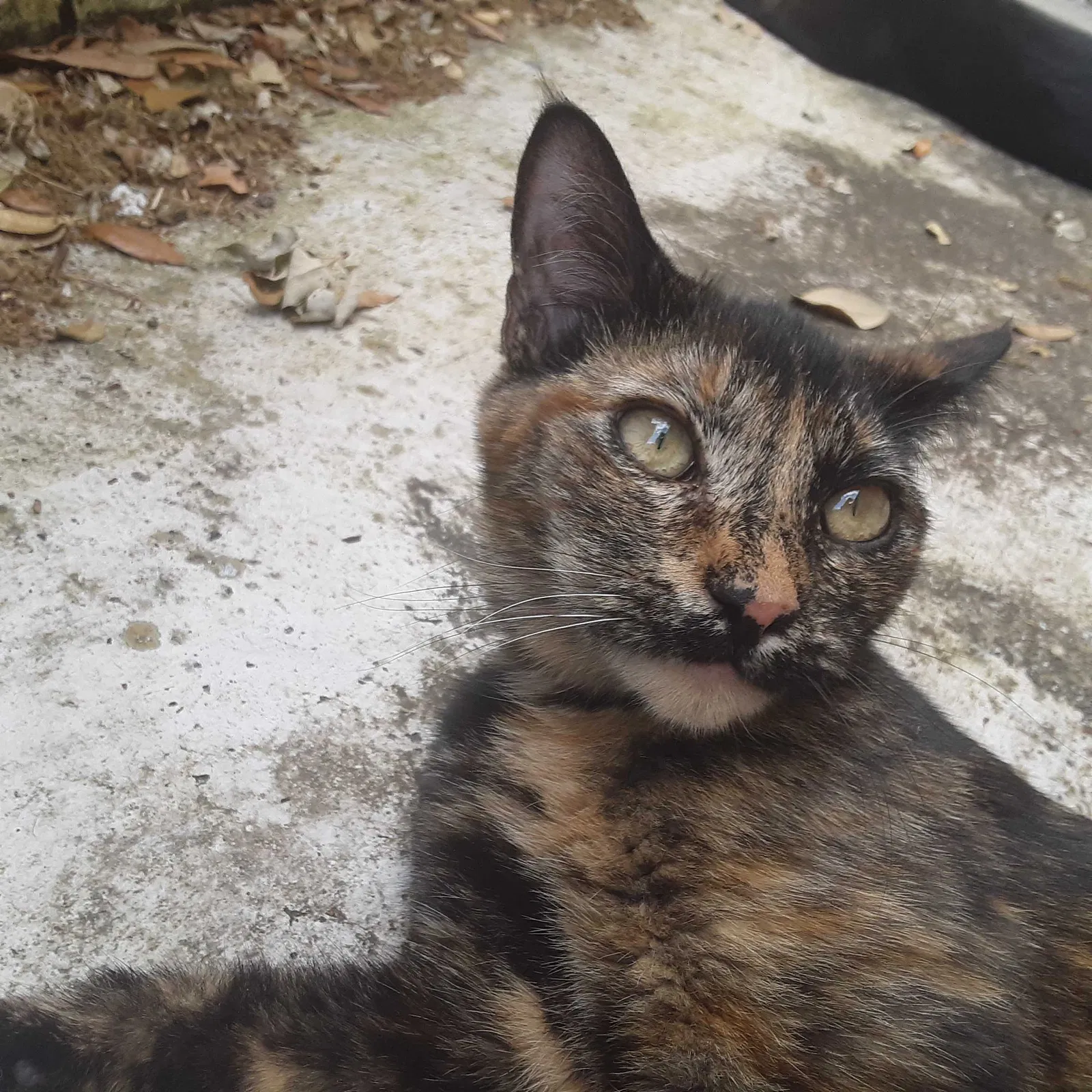 Lost cat in Winter Haven, FL, 33884
