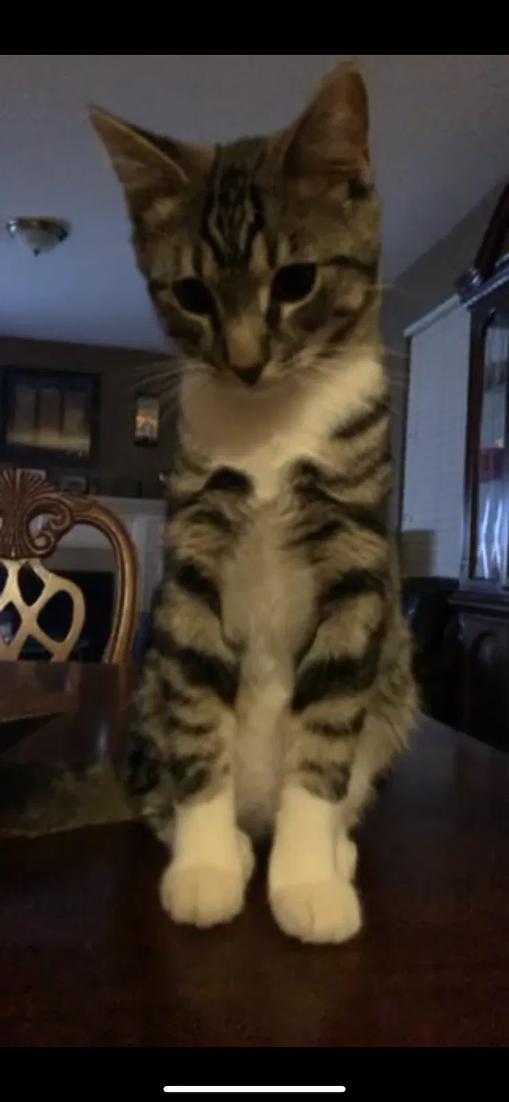 Lost cat in Plainfield, IL, 60586