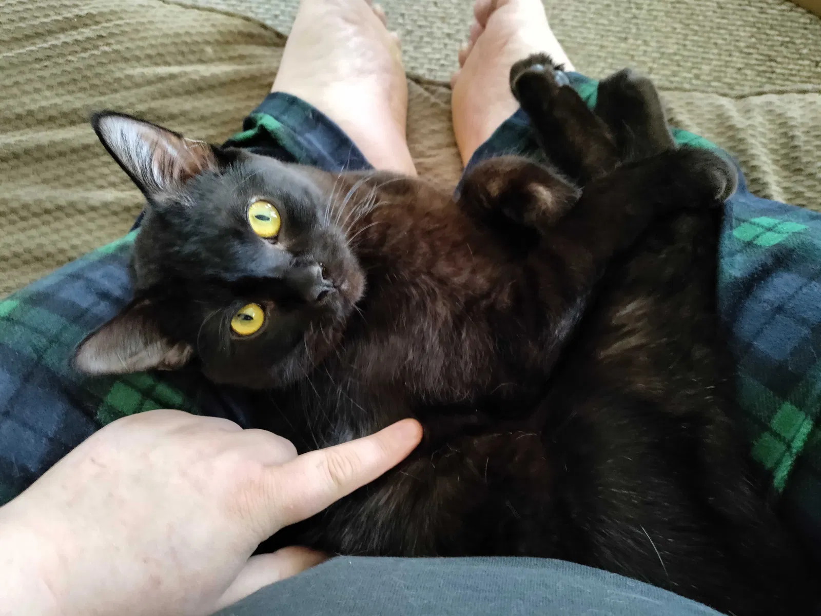 Lost cat in Ypsilanti, MI, 48198