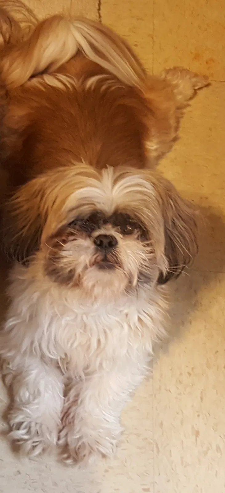 Lost dog in Apple Valley, CA, 92308