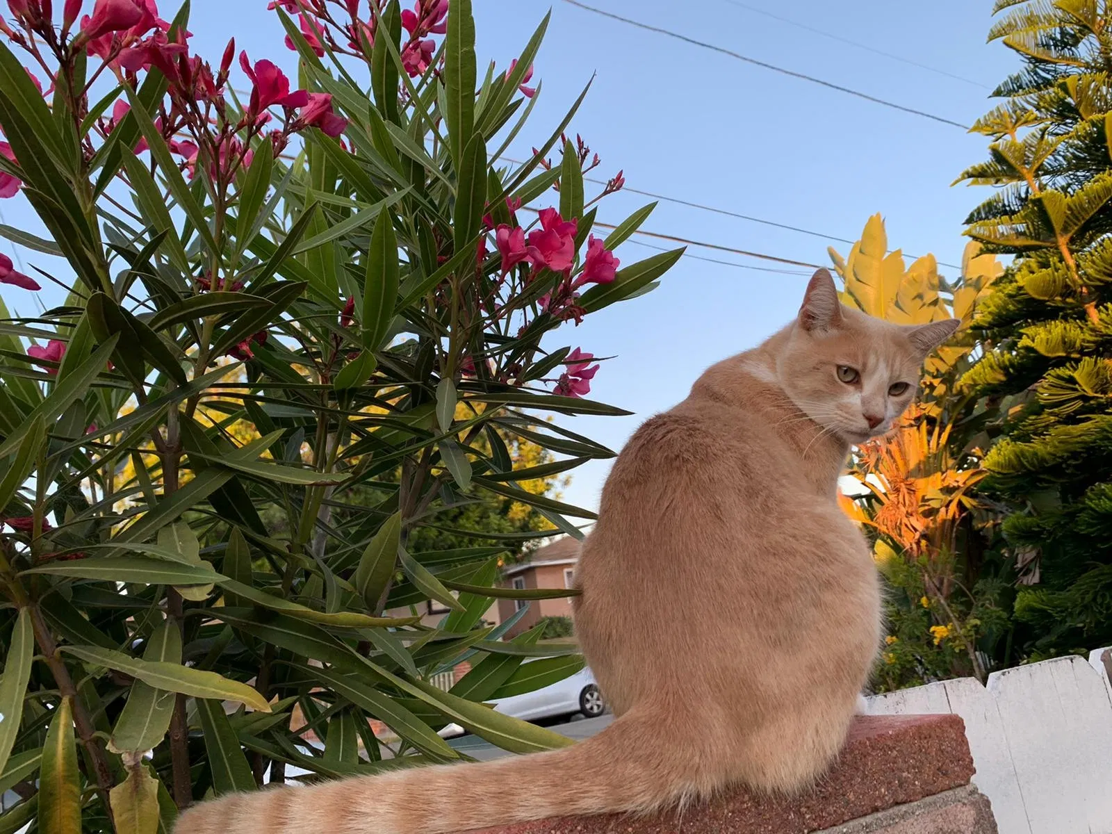 Lost cat in Chula Vista, CA, 91911