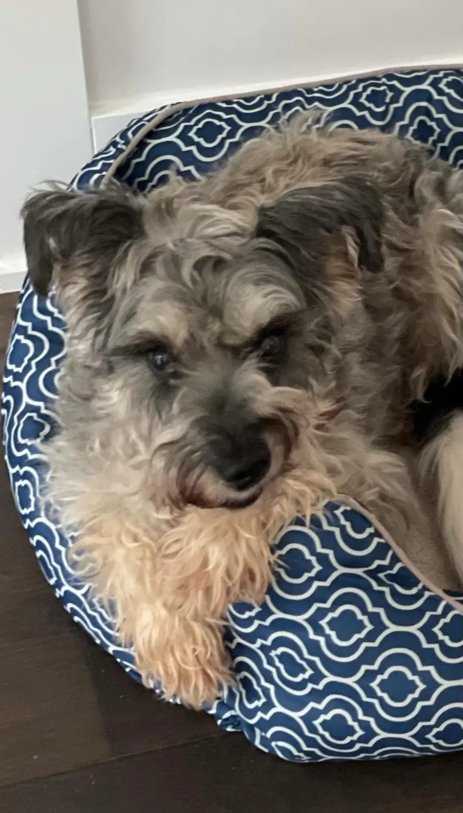 Lost dog in Blue Ridge, GA, 30513