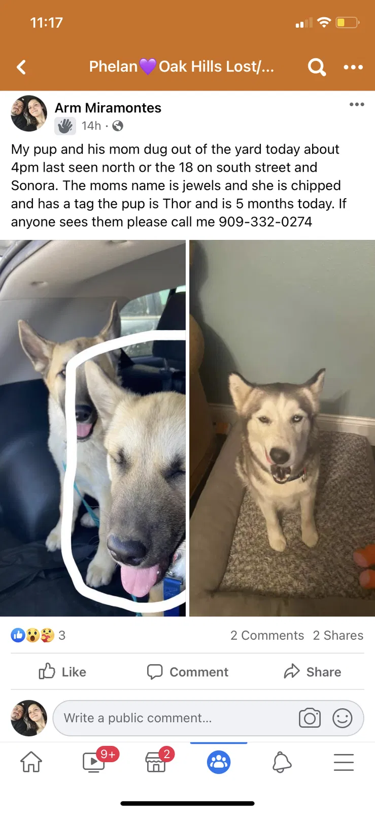 Lost dog in Phelan, CA, 92371