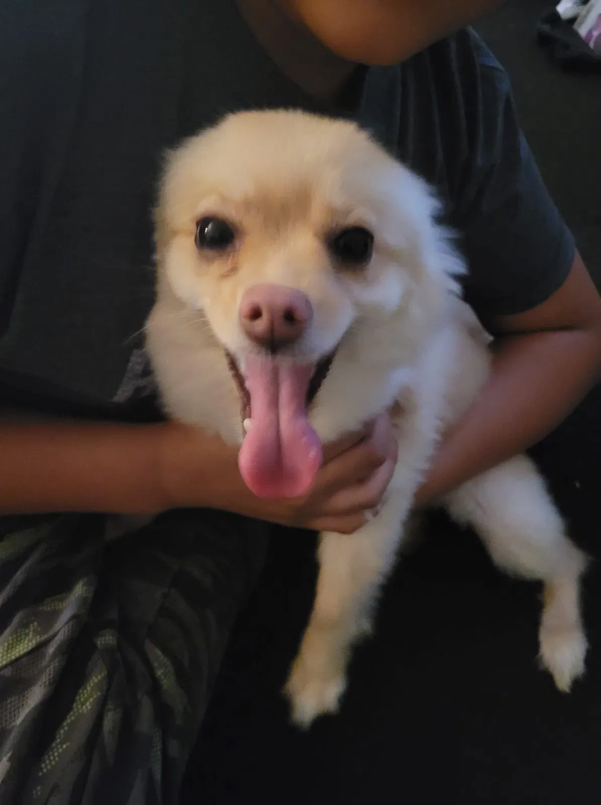 Found dog in Folcroft, PA, 19032
