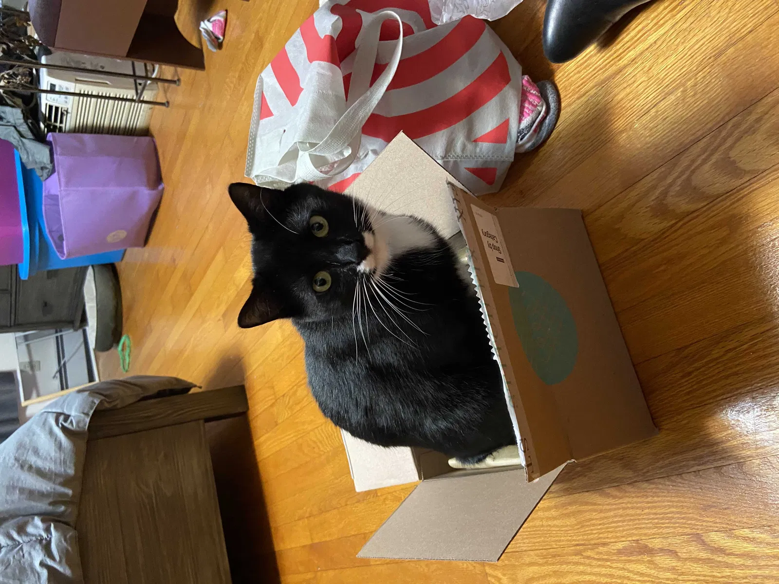 Lost cat in Highland Falls, NY, 10928