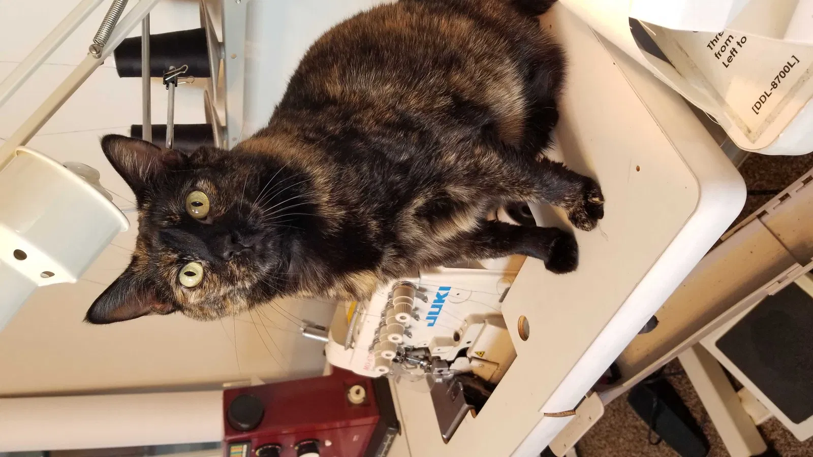 Lost cat in Jonesboro, GA, 30238
