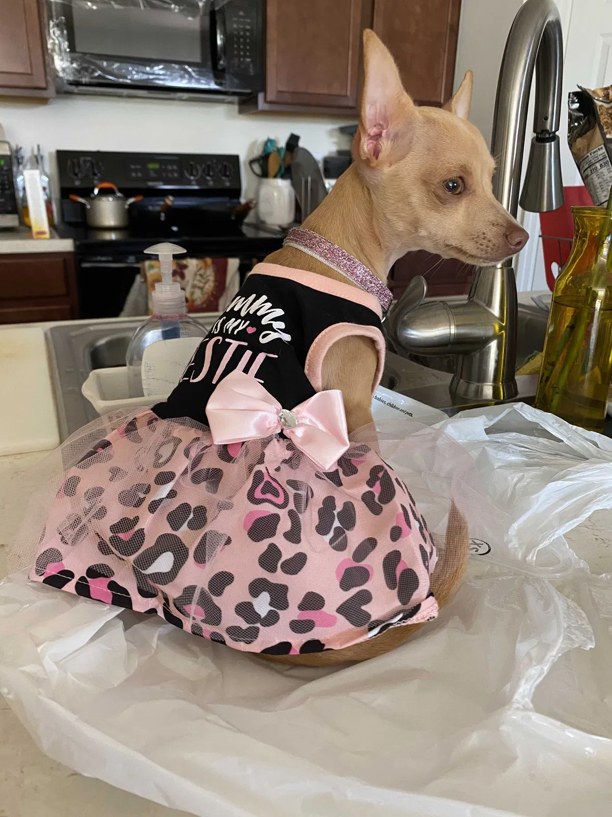 Lost dog in Lehigh Acres, FL, 33936