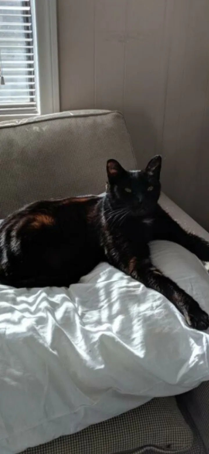 Lost cat in Torrance, CA, 90503
