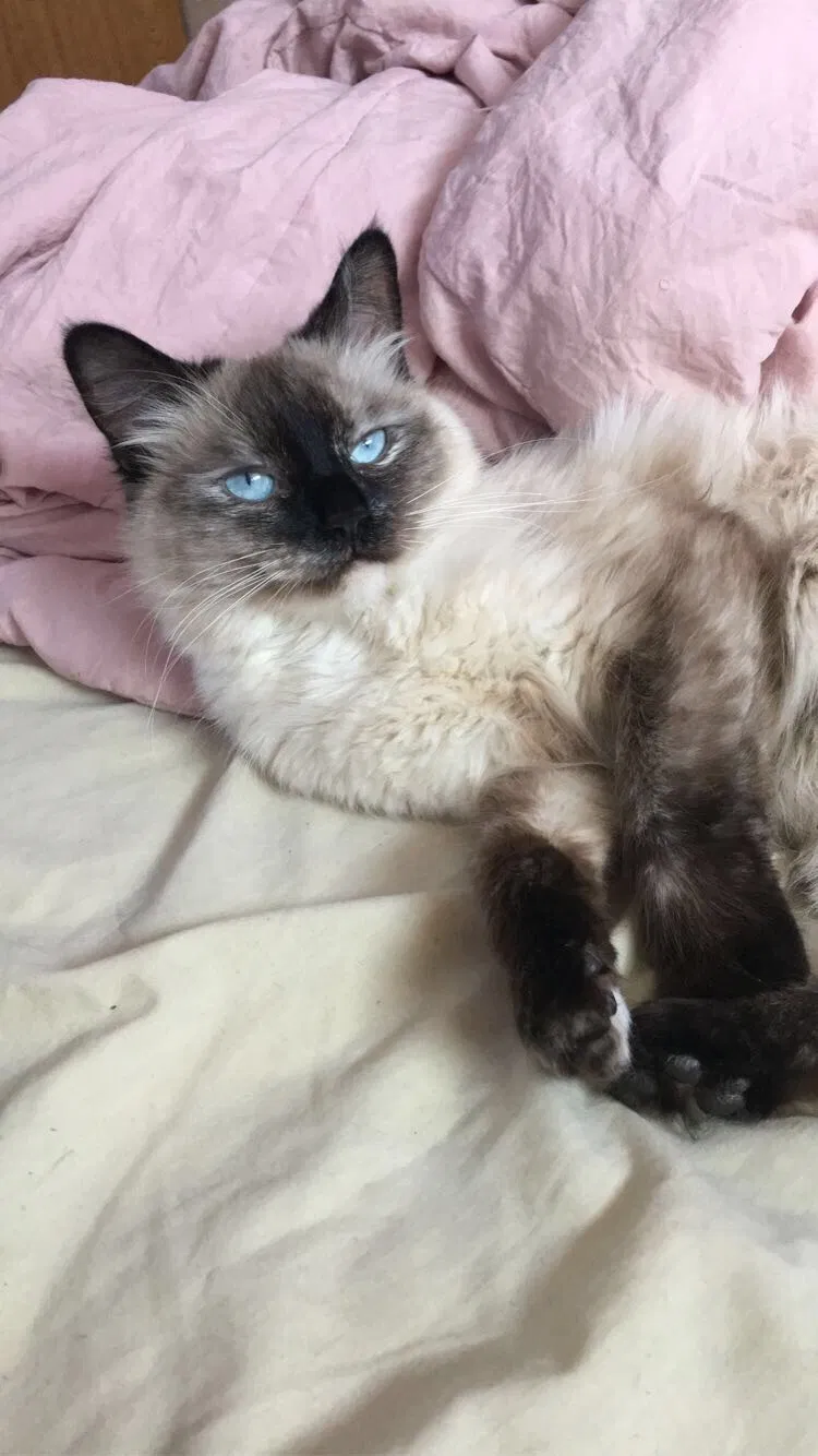 Lost cat in Anoka, MN, 55303
