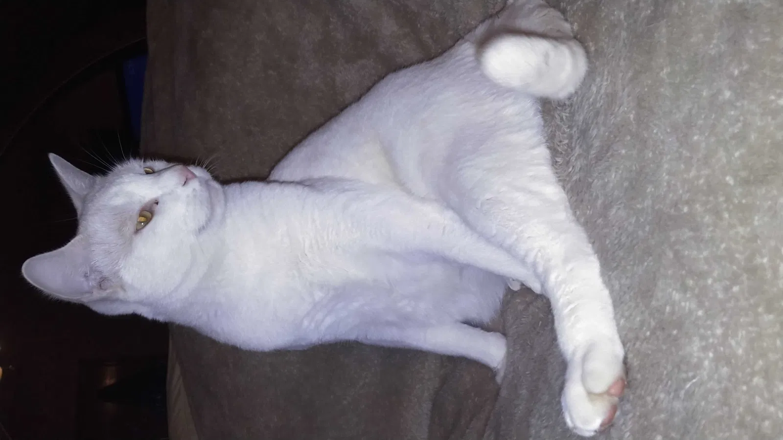 Lost cat in Spanish Fort, AL, 36527