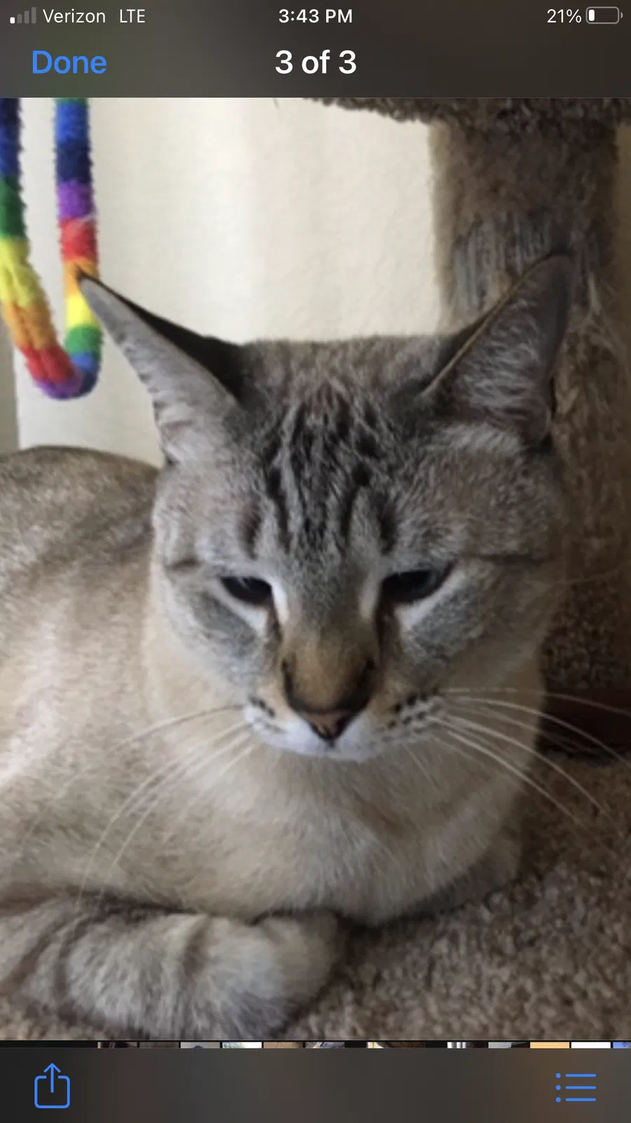 Lost cat in Scottsdale, AZ, 85260