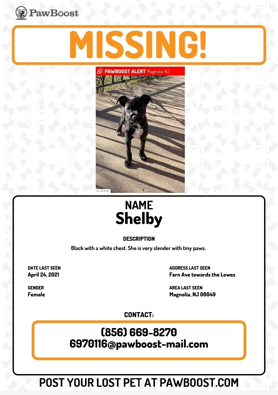 Lost dog in Magnolia, NJ, 8049