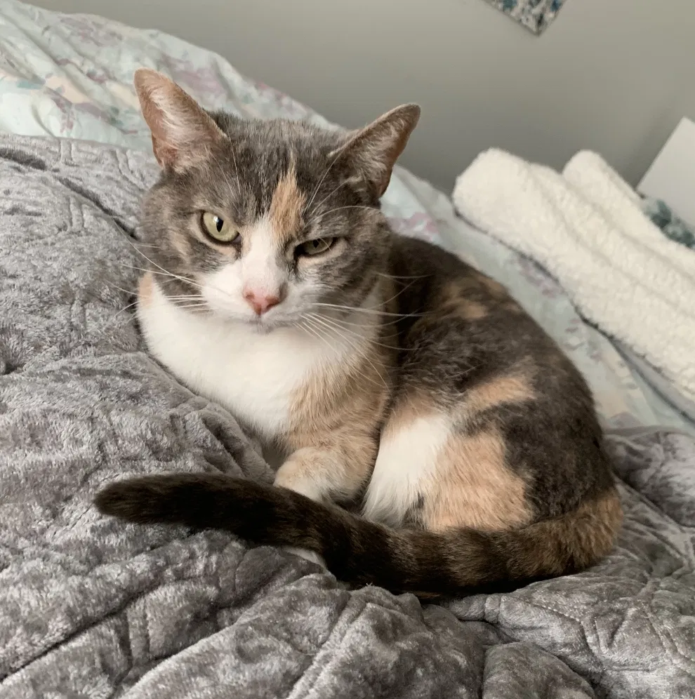 Lost cat in Kenosha, WI, 53144