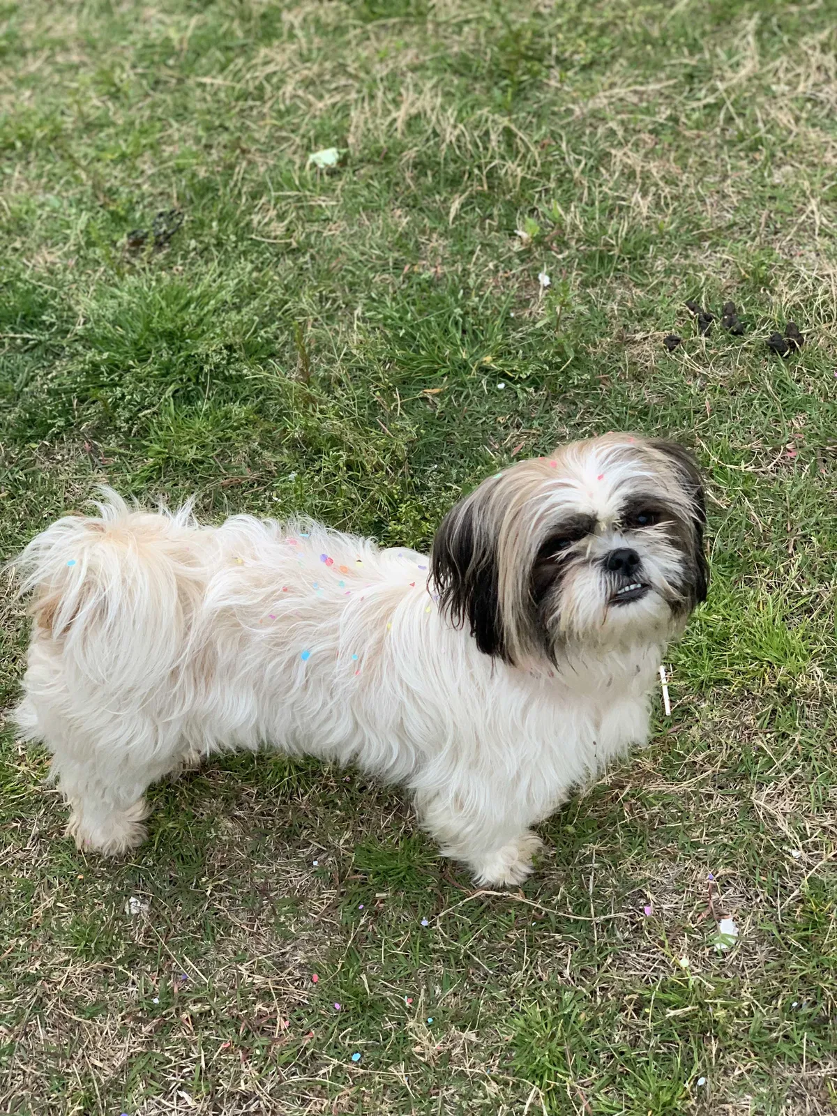 Lost dog in Denton, TX, 76209