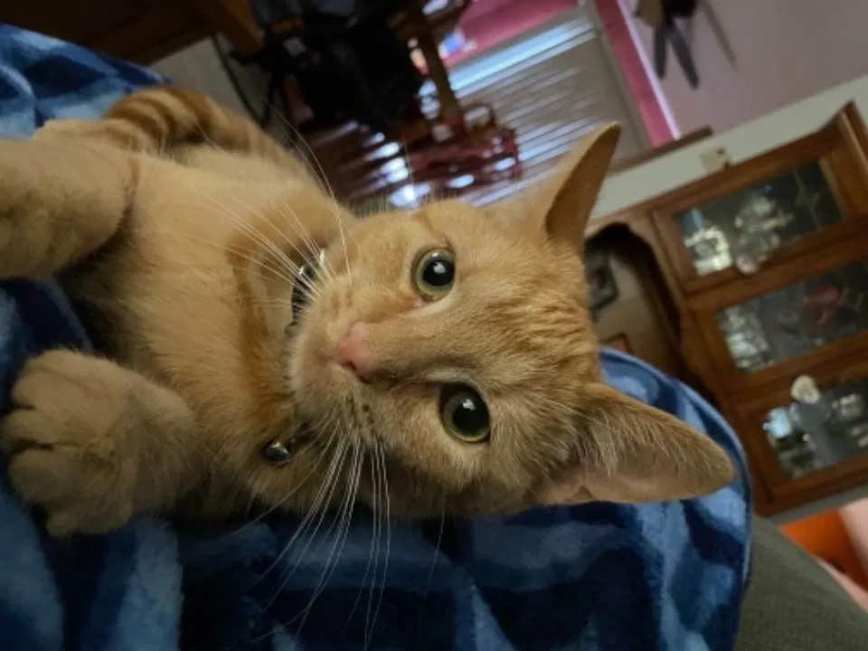 Lost cat in Hilliard, OH, 43026