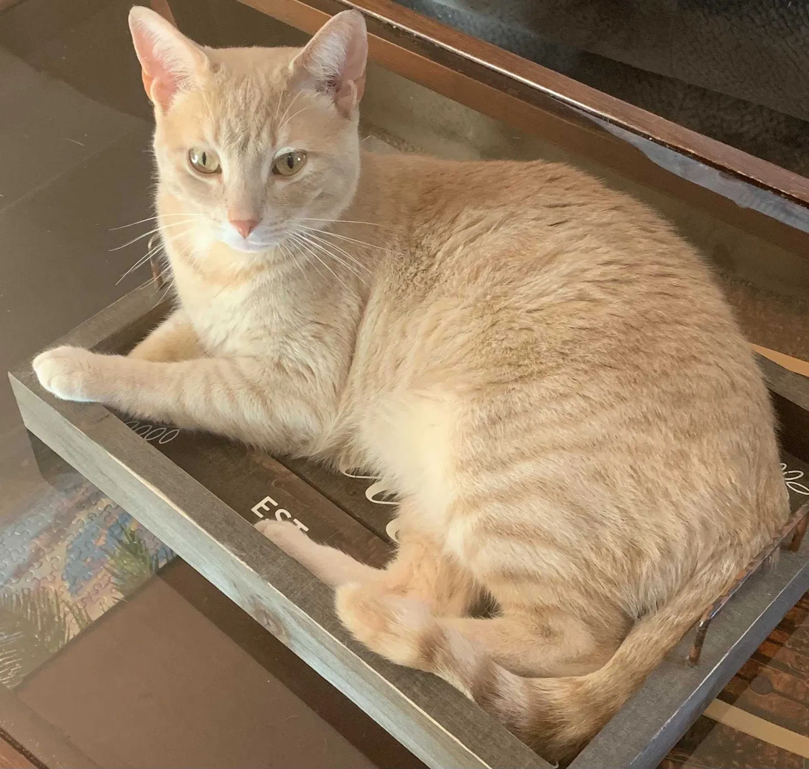 Lost cat in Buffalo, NY, 14226