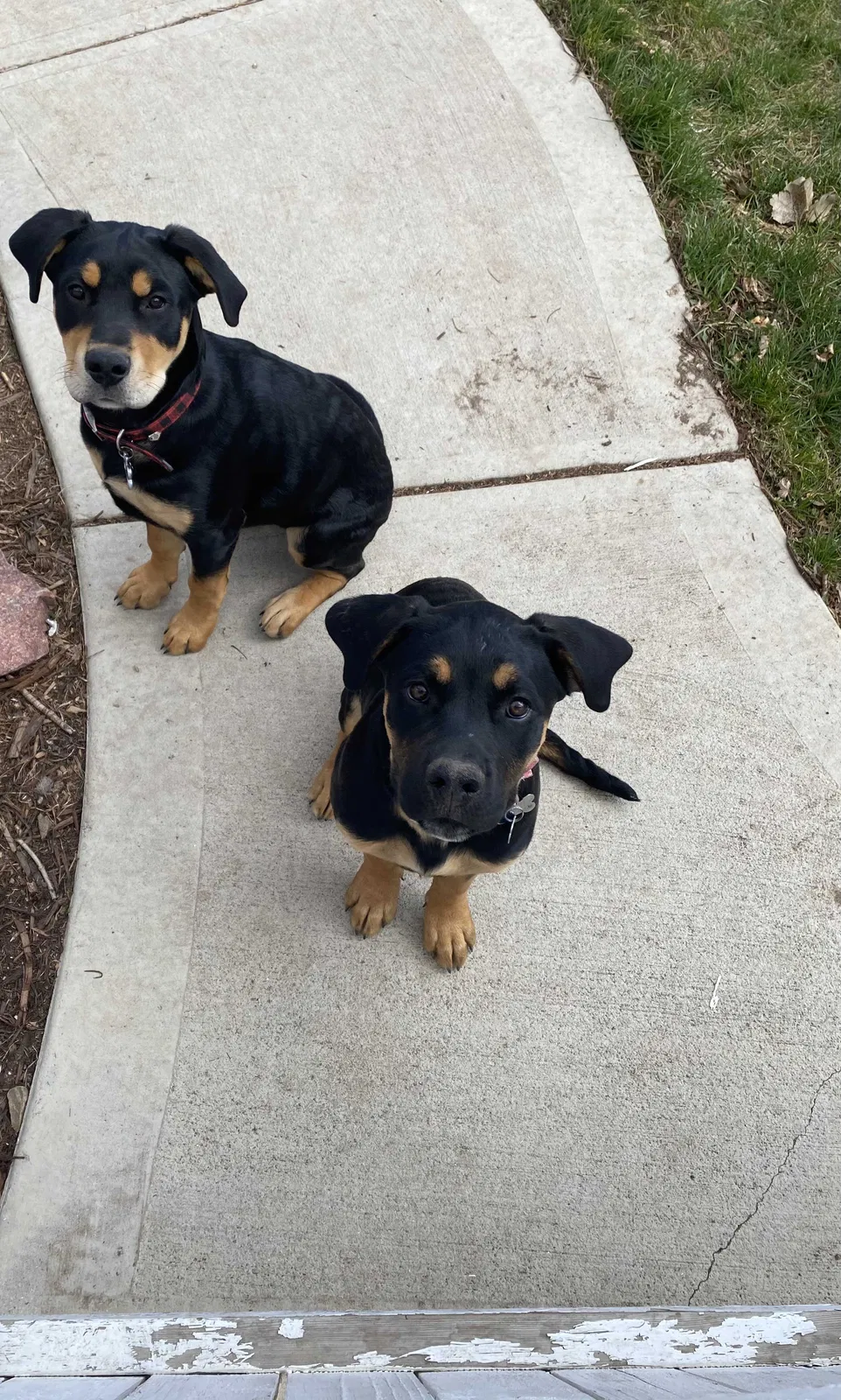 Lost dog in Dacono, CO, 80514