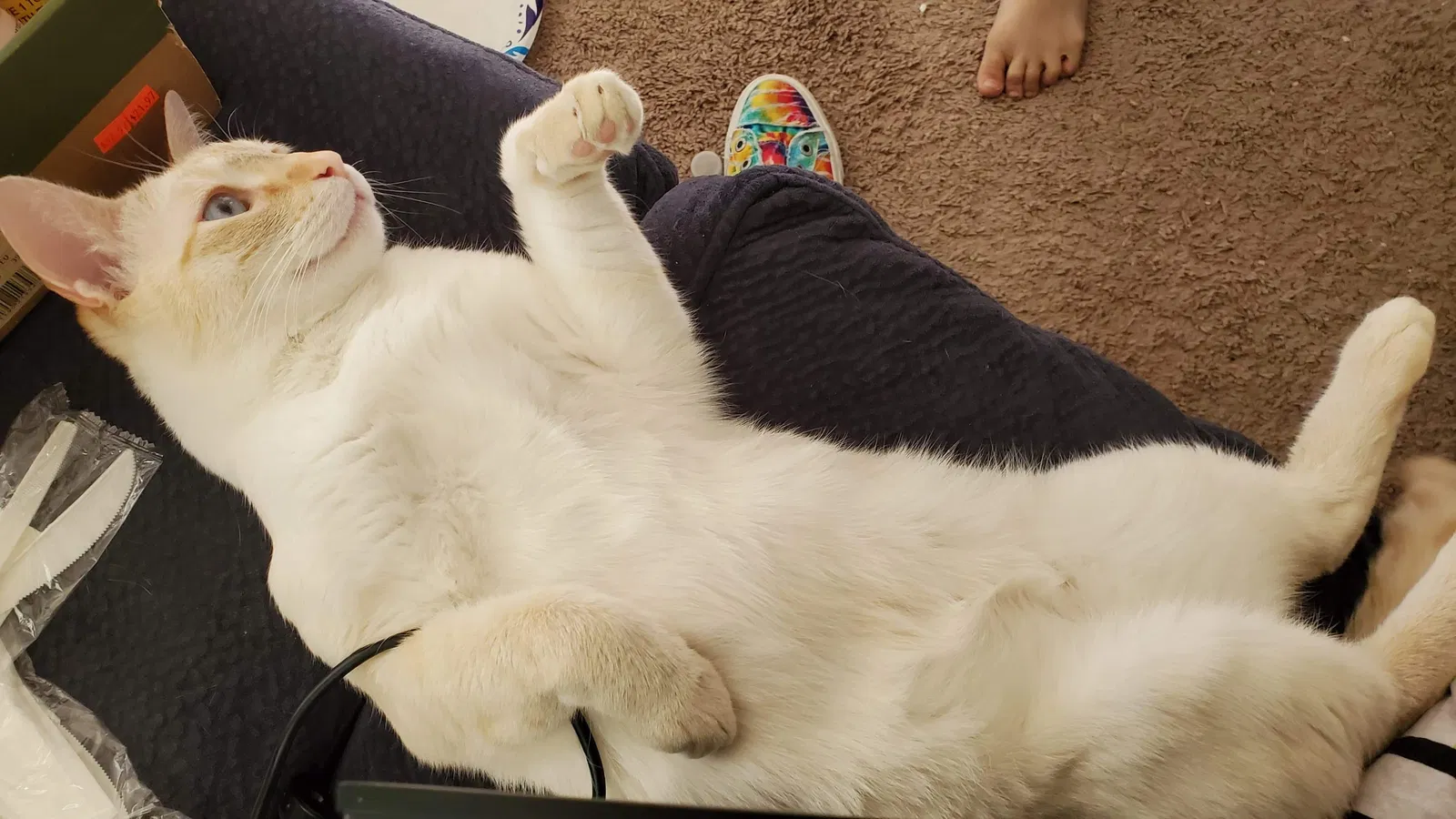Lost cat in Virginia Beach, VA, 23451