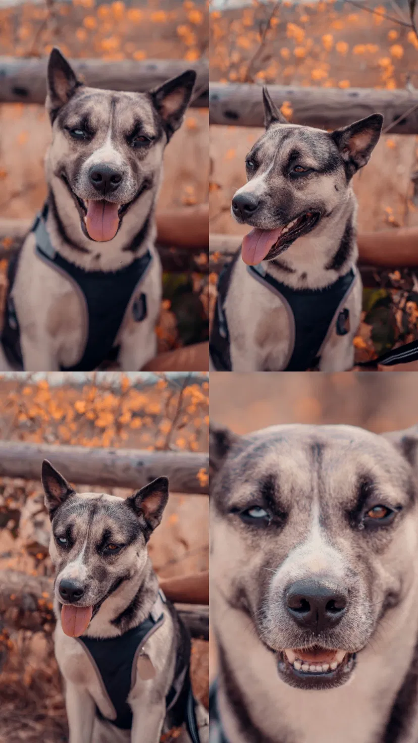 Lost dog in San Diego, CA, 92126