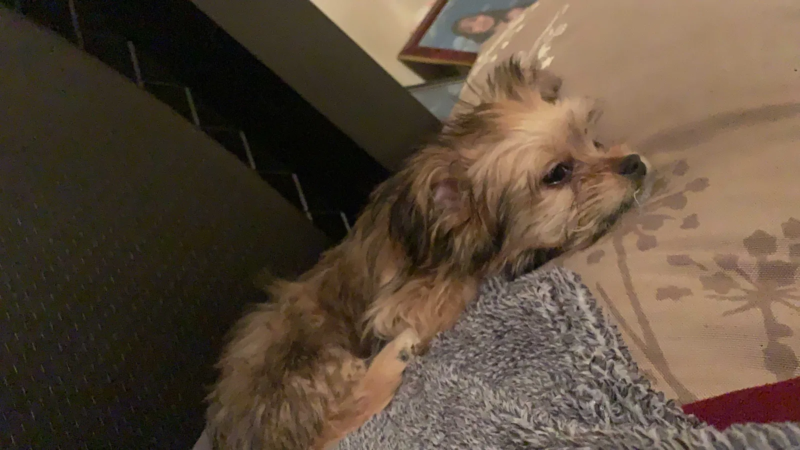 Lost dog in El Paso, TX, 79938