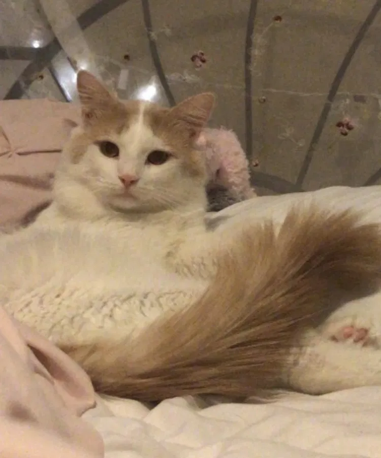 Lost cat in Phoenix, AZ, 85006