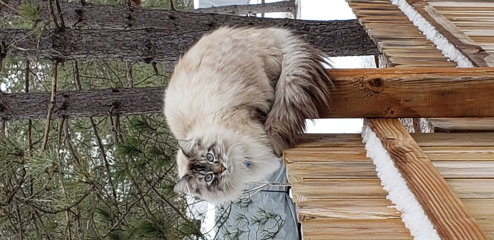 Lost cat in Sturgeon Lake, MN, 55783