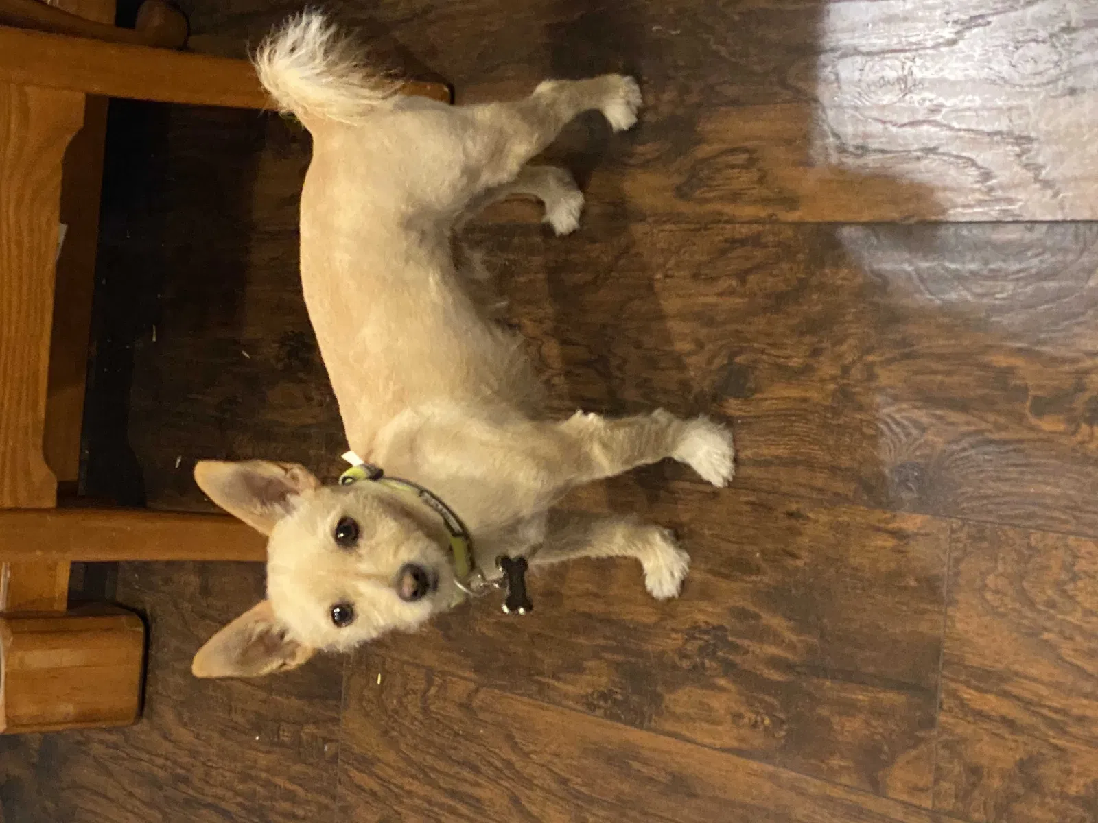 Lost dog in Albuquerque, NM, 87123